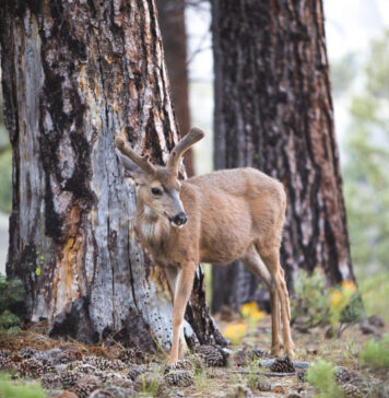 Kada gimsta stirniukai ir elniukai? Kada gimsta stirniukai ir elniukai.