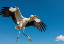 Kada į Lietuvą parskrenda gandrai? Štai kada jų laukti Kada į Lietuvą parskrenda gandrai.