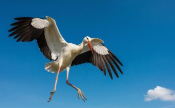 Kada į Lietuvą parskrenda gandrai? Štai kada jų laukti Kada į Lietuvą parskrenda gandrai.