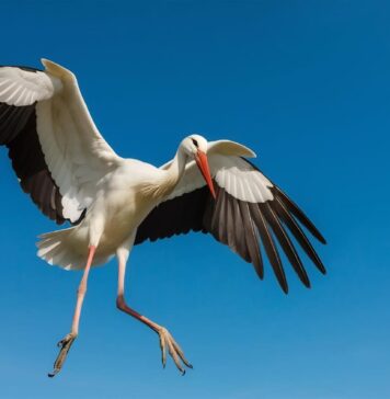 Kada į Lietuvą parskrenda gandrai? Štai kada jų laukti Kada į Lietuvą parskrenda gandrai.