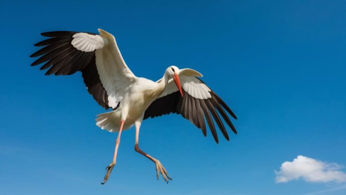 kada-i-lietuva-parskrenda-gandrai-gandras Kada į Lietuvą parskrenda gandrai.