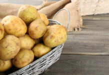 Ši klaida kainuoja derlių: kada iš tikrųjų sodinti bulves 2026 metais Kada sodinti bulves 2026 metais.