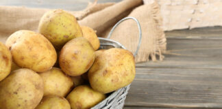 Ši klaida kainuoja derlių: kada iš tikrųjų sodinti bulves 2026 metais Kada sodinti bulves 2026 metais.