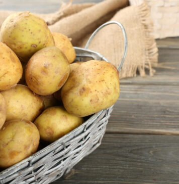 Ši klaida kainuoja derlių: kada iš tikrųjų sodinti bulves 2026 metais Kada sodinti bulves 2026 metais.