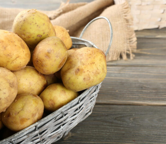 Ši klaida kainuoja derlių: kada iš tikrųjų sodinti bulves 2026 metais Kada sodinti bulves 2026 metais.