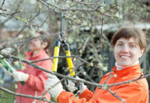 Kaimyno medžio šakos jūsų kieme? Ši klaida gali baigtis bauda Kaimyno medžio šakos.