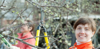 Kaimyno medžio šakos jūsų kieme? Ši klaida gali baigtis bauda Kaimyno medžio šakos.