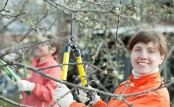 Kaimyno medžio šakos jūsų kieme? Ši klaida gali baigtis bauda Kaimyno medžio šakos.