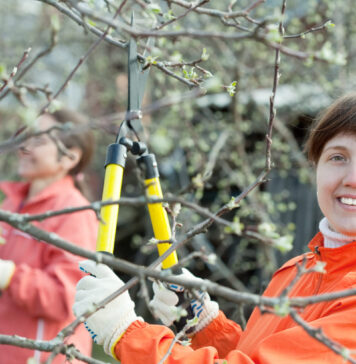 Kaimyno medžio šakos jūsų kieme? Ši klaida gali baigtis bauda Kaimyno medžio šakos.