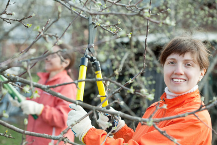 kaimyno-medzio-sakos Kaimyno medžio šakos.