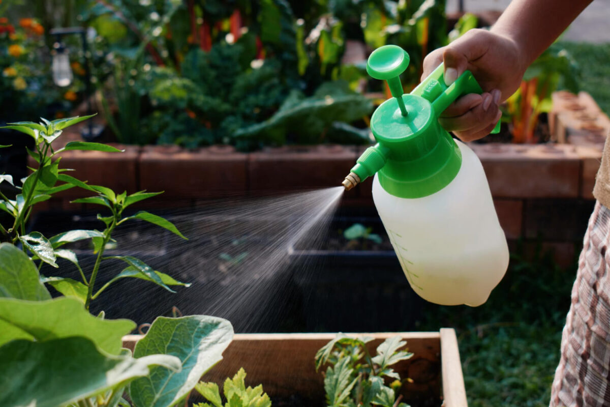 Kaip atsikratyti piktžolių. Verdantis vanduo gali pažeisti ir jūsų augalus.