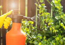 Kaip atsikratyti piktžolių per naktį – nebrangi priemonė iš dviejų ingredientų Kaip atsikratyti piktžolių.