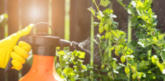 Kaip atsikratyti piktžolių per naktį – nebrangi priemonė iš dviejų ingredientų Kaip atsikratyti piktžolių.