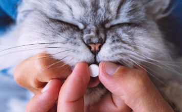 Kaip duoti katei piliulę: veterinaras atskleidė paprastą būdą Kaip duoti katei piliulę.