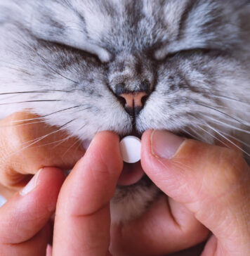 Kaip duoti katei piliulę: veterinaras atskleidė paprastą būdą Kaip duoti katei piliulę.