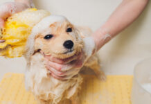 Kaip išmaudyti šunį be streso: paprasti triukai, kurie veikia Kaip išmaudyti šunį.