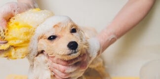 Kaip išmaudyti šunį be streso: paprasti triukai, kurie veikia Kaip išmaudyti šunį.