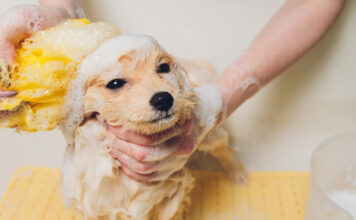 Kaip išmaudyti šunį be streso: paprasti triukai, kurie veikia Kaip išmaudyti šunį.