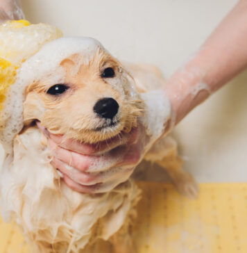 Kaip išmaudyti šunį be streso: paprasti triukai, kurie veikia Kaip išmaudyti šunį.