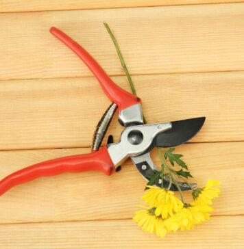 Kaip pagaląsti sekatorių namų sąlygomis: paprastas būdas, kuris veikia iš karto Kaip pagaląsti sekatorių.