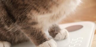 Kaip pasverti katę namuose: paprastas triukas, kuris gali išgelbėti jos sveikatą Kaip pasverti katę.