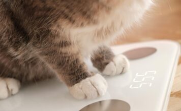 Kaip pasverti katę namuose: paprastas triukas, kuris gali išgelbėti jos sveikatą Kaip pasverti katę.