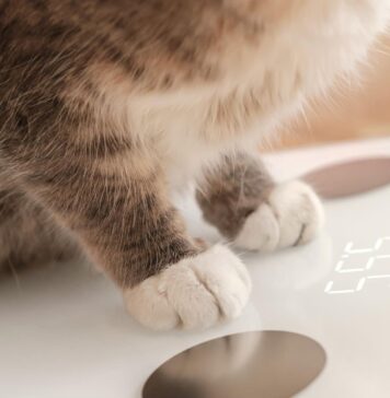 Kaip pasverti katę namuose: paprastas triukas, kuris gali išgelbėti jos sveikatą Kaip pasverti katę.