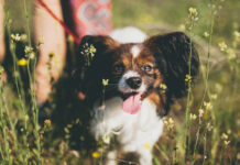 Specialistai paaiškina, kaip pavasaris veikia šunų hormonus Kaip pavasaris veikia šunų hormonus.