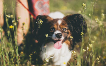 Specialistai paaiškina, kaip pavasaris veikia šunų hormonus Kaip pavasaris veikia šunų hormonus.