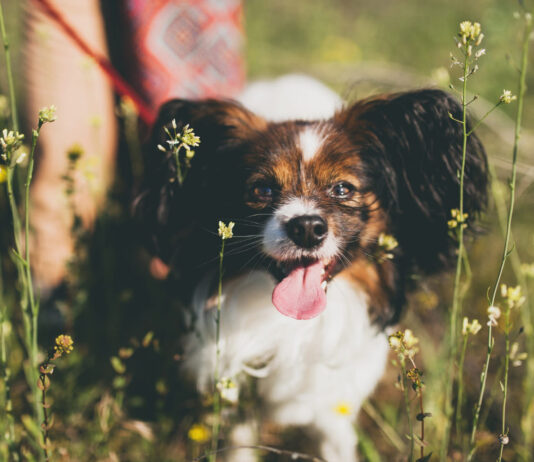 Specialistai paaiškina, kaip pavasaris veikia šunų hormonus Kaip pavasaris veikia šunų hormonus.