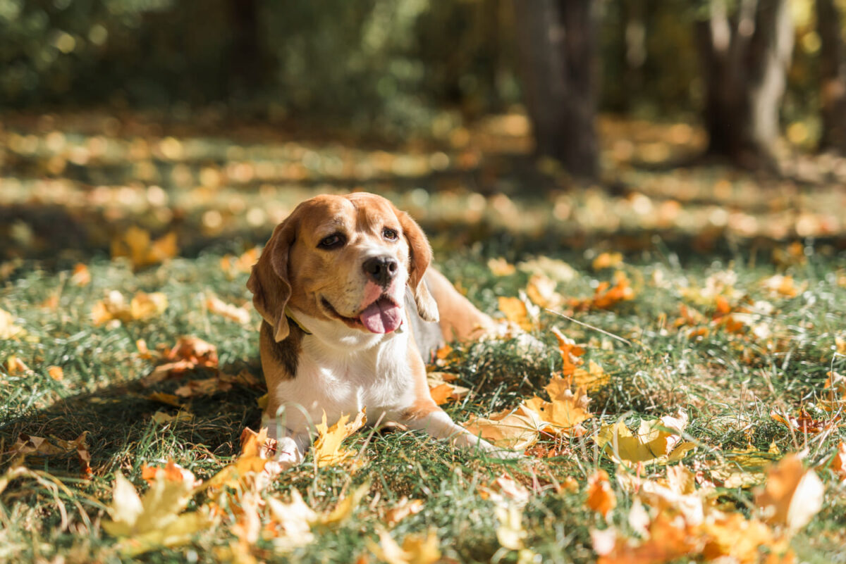 Kaip pavasaris veikia šunų hormonus. Šuo lauke džiaugiasi oru.