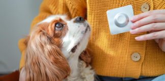 Kaip sugirdyti šuniui tabletę: ką daryti, jei šuo viską išspjauna Kaip sugirdyti šuniui tabletę.