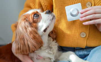 Kaip sugirdyti šuniui tabletę: ką daryti, jei šuo viską išspjauna Kaip sugirdyti šuniui tabletę.