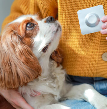 Kaip sugirdyti šuniui tabletę: ką daryti, jei šuo viską išspjauna Kaip sugirdyti šuniui tabletę.