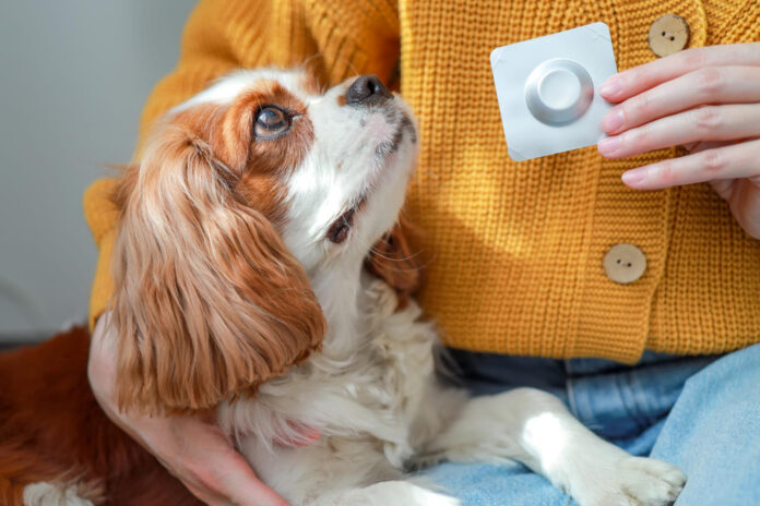 kaip-sugirdyti-suniui-tablete Kaip sugirdyti šuniui tabletę.
