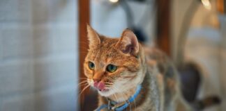 Kaip sureguliuoti katės antkaklį: tinkamas dydis ir saugumo taisyklės Kaip sureguliuoti katės antkaklį.