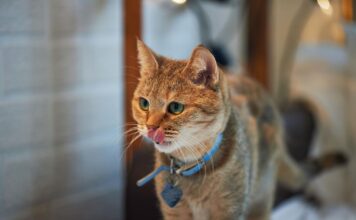 Kaip sureguliuoti katės antkaklį: tinkamas dydis ir saugumo taisyklės Kaip sureguliuoti katės antkaklį.