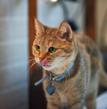 Kaip sureguliuoti katės antkaklį: tinkamas dydis ir saugumo taisyklės Kaip sureguliuoti katės antkaklį.