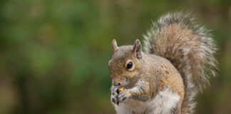 Kaip voverės slepia maistą ir kodėl kartais jo neberanda Kaip voverės slepia maistą. Voverės pamirštas maistas neša naudą gamtai.