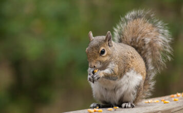 Kaip voverės slepia maistą ir kodėl kartais jo neberanda Kaip voverės slepia maistą. Voverės pamirštas maistas neša naudą gamtai.