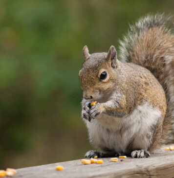 Kaip voverės slepia maistą ir kodėl kartais jo neberanda Kaip voverės slepia maistą. Voverės pamirštas maistas neša naudą gamtai.