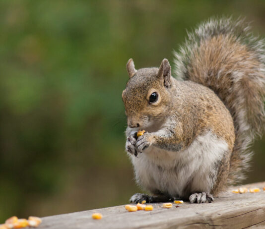 Kaip voverės slepia maistą ir kodėl kartais jo neberanda Kaip voverės slepia maistą. Voverės pamirštas maistas neša naudą gamtai.