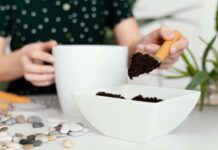 Nustokite pilti kavos tirščius po šiais augalais: juos tai veikia lyg nuodai Kam kenkia kavos tirščiai.