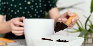 Nustokite pilti kavos tirščius po šiais augalais: juos tai veikia lyg nuodai Kam kenkia kavos tirščiai.