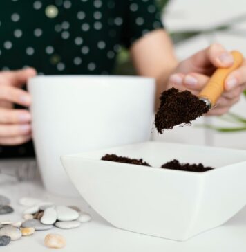 Nustokite pilti kavos tirščius po šiais augalais: juos tai veikia lyg nuodai Kam kenkia kavos tirščiai.