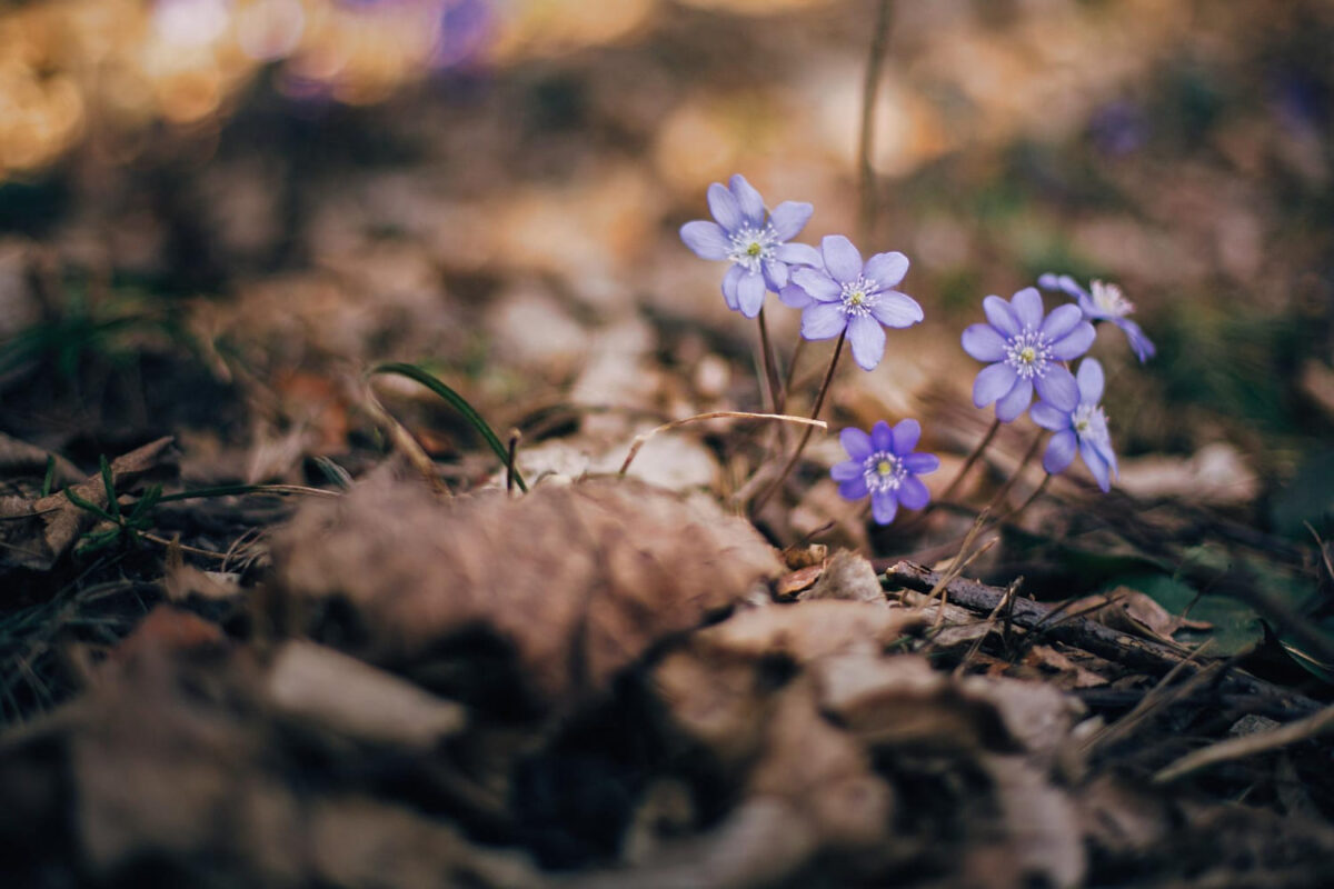 Kas vyksta miškuose pavasarį.