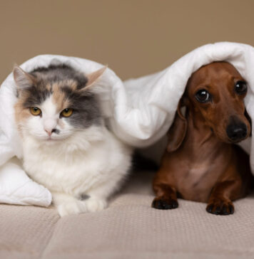 Ar katė gali būti alergiška šuniui? Veterinarai atsako Katė alergiška šuniui.