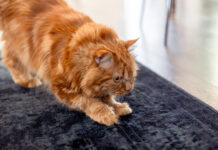 Katė drasko kilimą? Veterinarai pataria, kaip tai sustabdyti Katė drąsko kilimą.