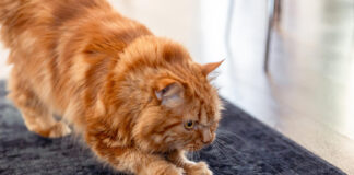 Katė drasko kilimą? Veterinarai pataria, kaip tai sustabdyti Katė drąsko kilimą.