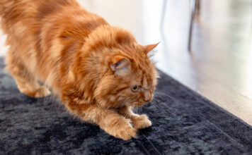 Katė drasko kilimą? Veterinarai pataria, kaip tai sustabdyti Katė drąsko kilimą.